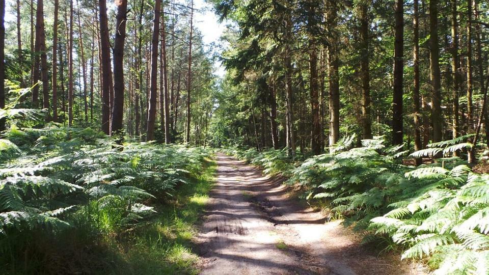 Fewo Sonnenblume Achtern Diek Zingst Exterior foto
